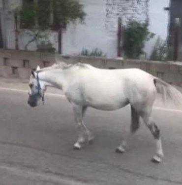 Esenyurt’ta başıboş at şaşkınlığı