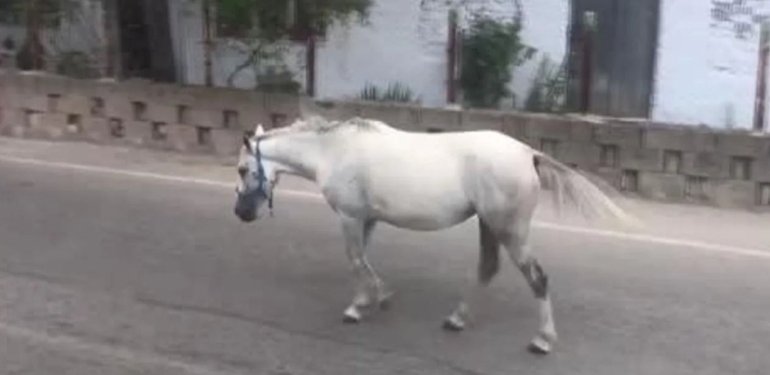 Esenyurt’ta başıboş at şaşkınlığı
