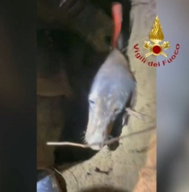 Tilkiyi kovalarken çukurda mahsur kalan köpek kurtarıldı