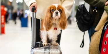 Köpeğinizin ne kadar yaşayacağını öğrenmek artık mümkün