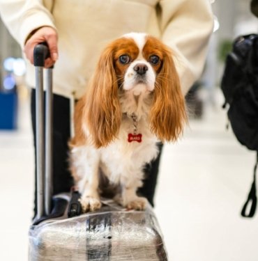 Köpeğinizin ne kadar yaşayacağını öğrenmek artık mümkün