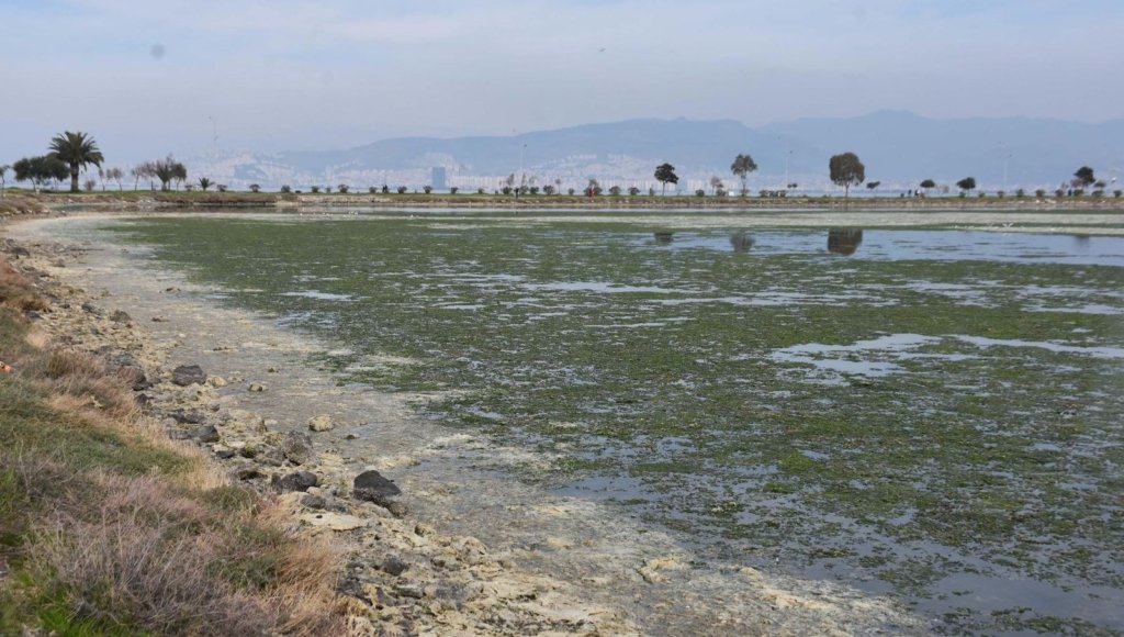 Çakalburnu Lagünü için kritik deniz marulu uyarısı: Son 2 yıldır marullar hiç kalkmadı