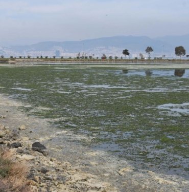 Çakalburnu Lagünü için kritik deniz marulu uyarısı: Son 2 yıldır marullar hiç kalkmadı