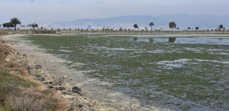 Çakalburnu Lagünü için kritik deniz marulu uyarısı: Son 2 yıldır marullar hiç kalkmadı