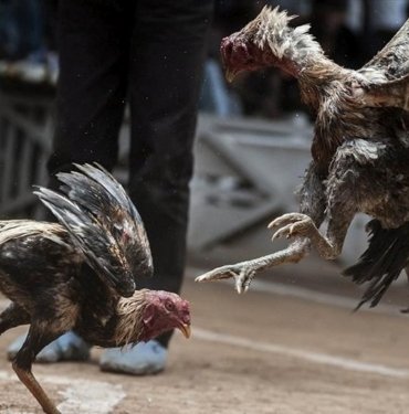 Horoz dövüşünde bahis oynayanlara para cezası