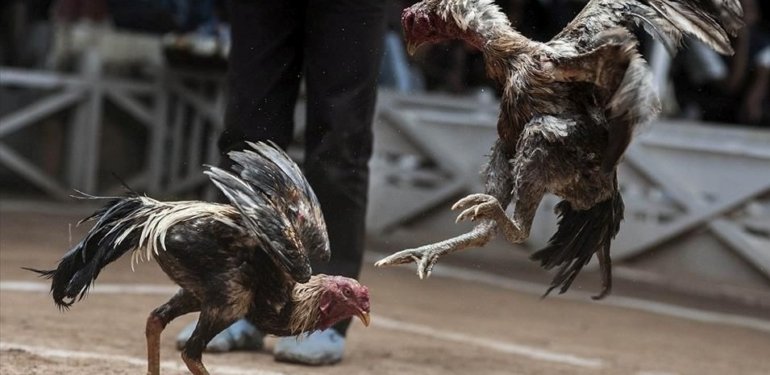 Horoz dövüşünde bahis oynayanlara para cezası