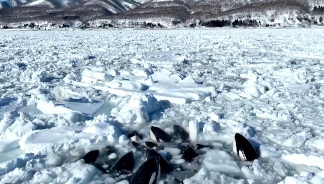 Japonya’nın 10 katil balina buzda sıkışıp kaldı