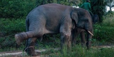 Tayland’da dilendirilen fil sahibini ezerek öldürdü