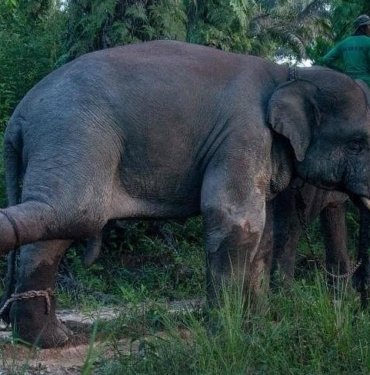 Tayland’da dilendirilen fil sahibini ezerek öldürdü