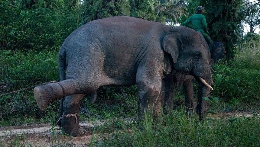 Tayland’da dilendirilen fil sahibini ezerek öldürdü