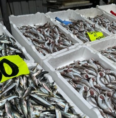 Zonguldak’ta istavrit bolluğu: Kilosu 60 liradan satıldı