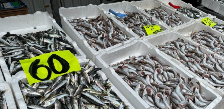 Zonguldak’ta istavrit bolluğu: Kilosu 60 liradan satıldı