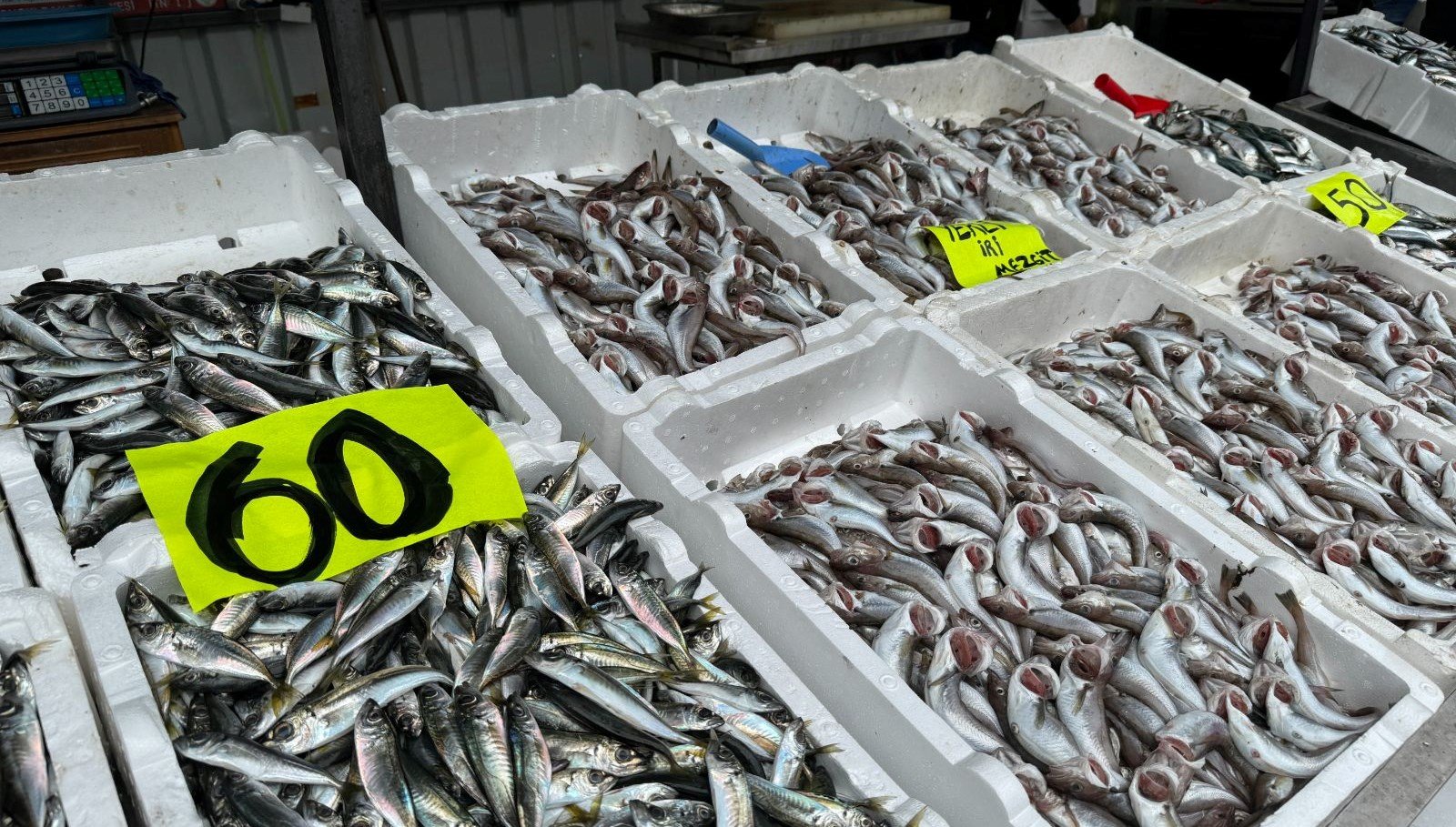 Zonguldak’ta istavrit bolluğu: Kilosu 60 liradan satıldı