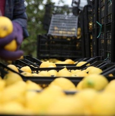 Depremzede limon üreticilerine destek