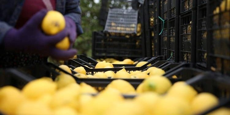 Depremzede limon üreticilerine destek