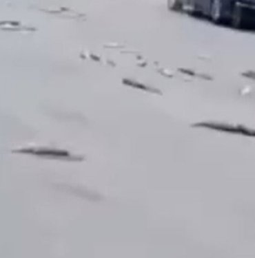 Kilolarca balık heba oldu