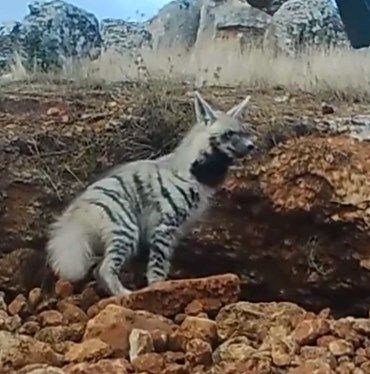 Nesli tükenmekte olan Çizgili Sırtlan 43 yıl sonra görüntülendi