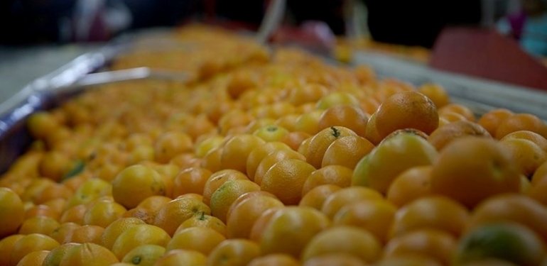 Yaş meyve ve sebze ihracatında aslan payı Akdeniz’in