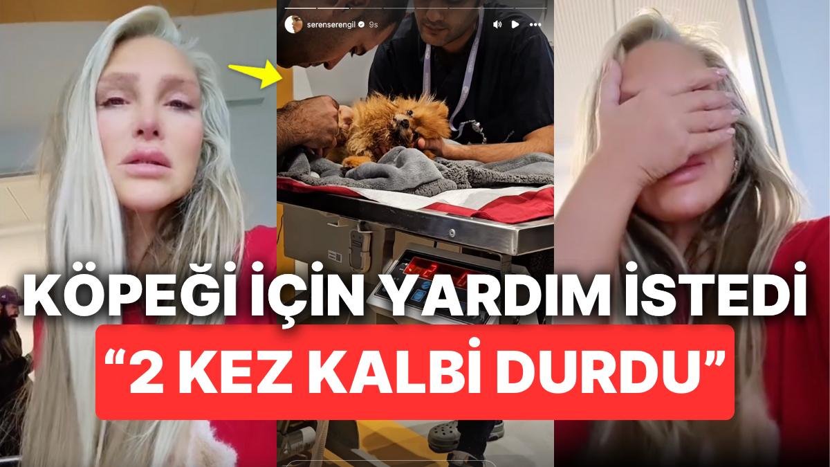 Seren Serengil Yoğun Bakıma Kaldırılan Köpeği İçin Gözyaşları İçinde Kan Yardımı İsteyerek Yürekleri Parçaladı