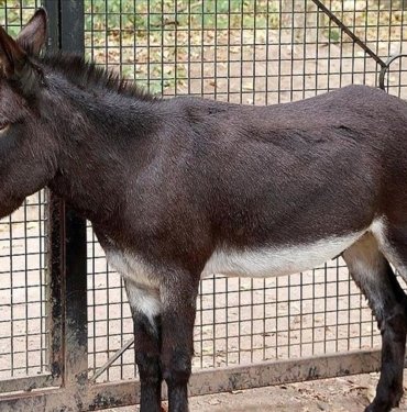 Afrika’da eşek derisi ticareti yasaklandı