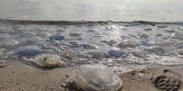 İstanbul kıyılarında denizanası artışı