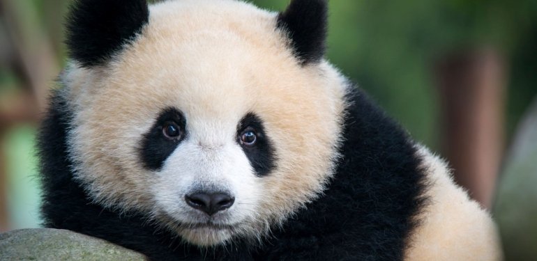 Çin ve ABD arasında “Panda diplomasisi” yeniden başlıyor