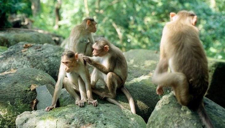 4 binden fazla vahşi maymuna ev sahipliği yapan “Maymun Adası” hakkında bilmedikleriniz
