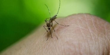 Peru’da dang humması nedeniyle acil durum ilan edildi