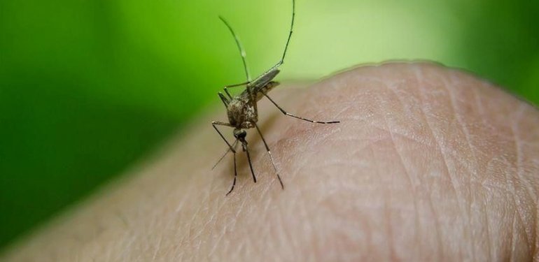Peru’da dang humması nedeniyle acil durum ilan edildi