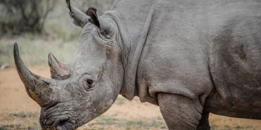 Nesli tükenme tehdidi altında: Güney Afrika’da 499 gergedan katledildi