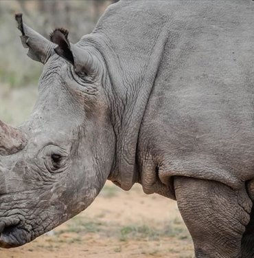 Nesli tükenme tehdidi altında: Güney Afrika’da 499 gergedan katledildi
