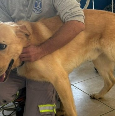 Bodrum’da zehirlenen köpeklerden 5’i kurtarıldı