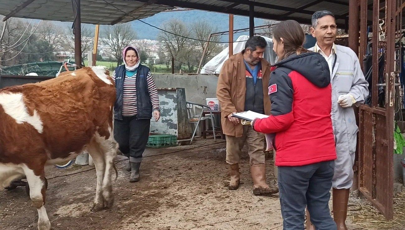 Fethiye’de şap hastalığına karşı aşılama