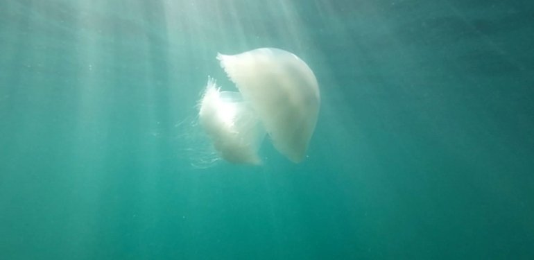Antalya Körfezi’ni denizanaları işgal etmeye devam ediyor: 10 kiloya ulaştılar