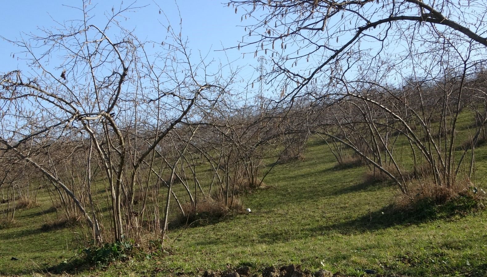 Fındıkta verim endişesi