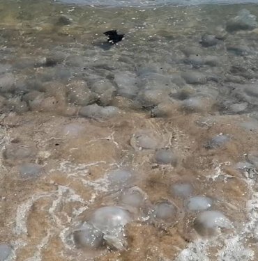 Denizanası istilası devam ediyor: “Ölü bile olsa dokunmayın”