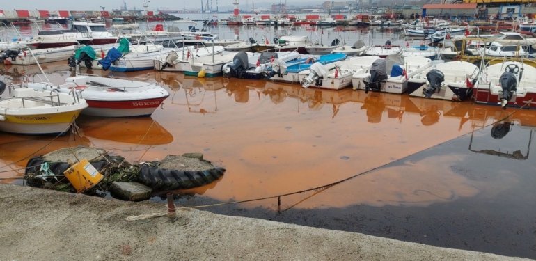 Marmara’da korkutan görüntüler: Rengi değişiyor, denizanası istilası yayılıyor