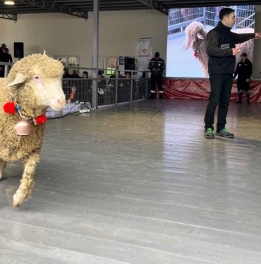 Merinos koçu 150 bin liradan satıldı