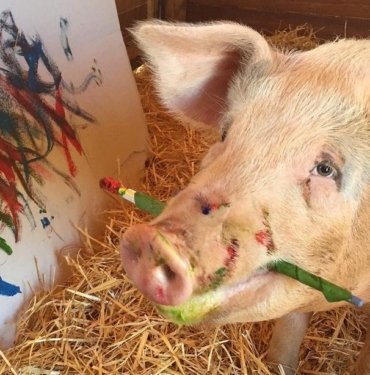 Ressam domuz “Pigcasso” hayatını kaybetti