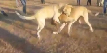 Köpek dövüşüne 533 bin 275 lira ceza