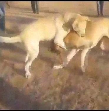 Köpek dövüşüne 533 bin 275 lira ceza
