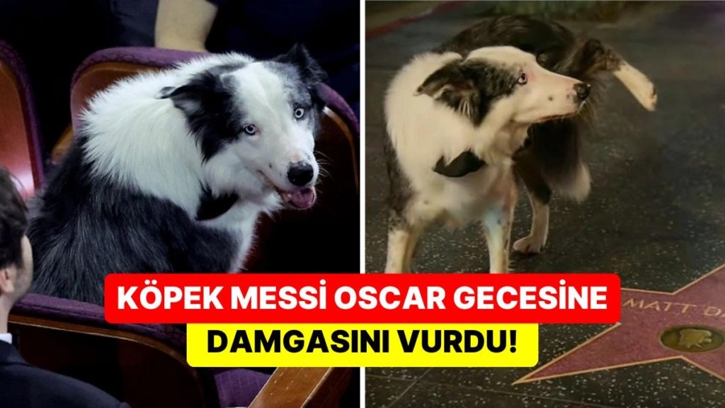 “Bir Düşüşün Anatomisi” Filmiyle Ünlenen Köpek Messi Hollywood Bulvarı’ndaki Matt Damon’ın Yıldızına İşedi!