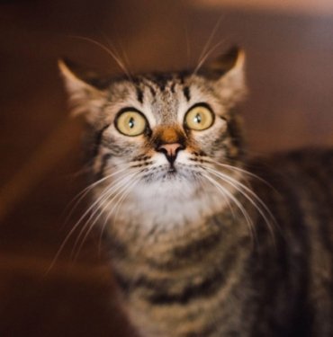 Japonya’da “kimyasal tanka düşen kedi” uyarısı: Yaklaşmayın, dokunmayın!