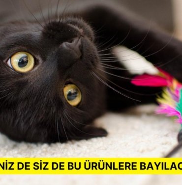 Eğer Birden Fazla Kediniz Varsa Bu 15 Ürün Hayatınızı Kolaylaştıracak!