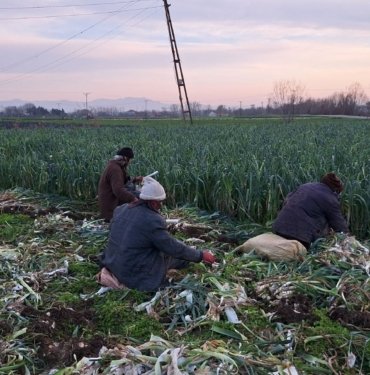Bafra Ovası’nda pırasa hasadında sona gelindi