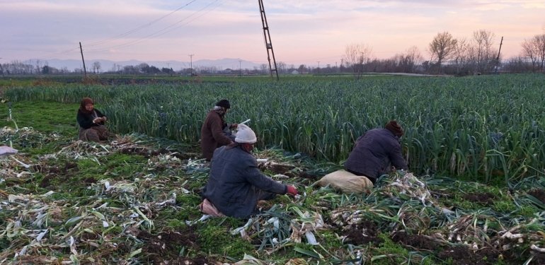 Bafra Ovası’nda pırasa hasadında sona gelindi