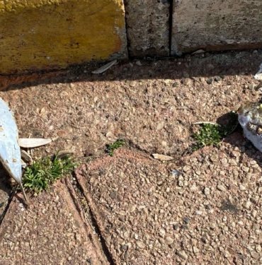 Sahillerde korkutan görüntü: Balon balıklarının ölüsü de tehdit oluşturuyor
