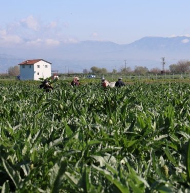 Tarladan tabağa fiyatı 20 kat artıyor