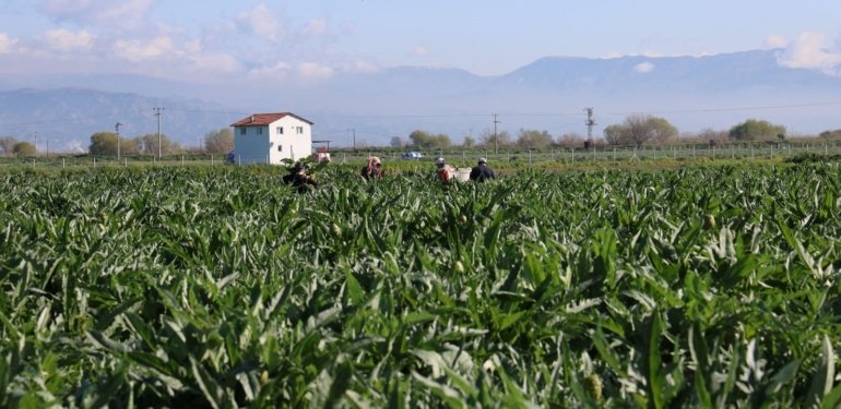 Tarladan tabağa fiyatı 20 kat artıyor
