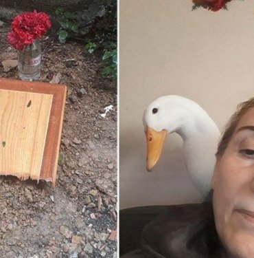Taksinin ezdiği Pamuk isimli ördeği için adalet arıyor: “Çocuğum gibiydi”
